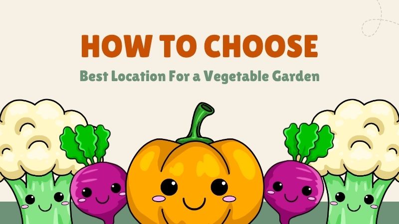 How to Choose the Best Location for a Vegetable Garden